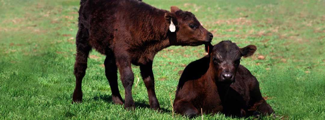 Myths about calf implants