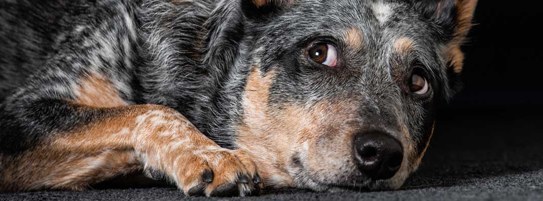 Pet Anxiety Pet Anxiety