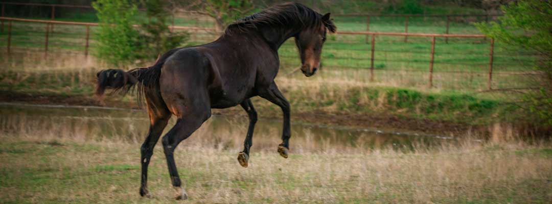 Poor Horse Behavior