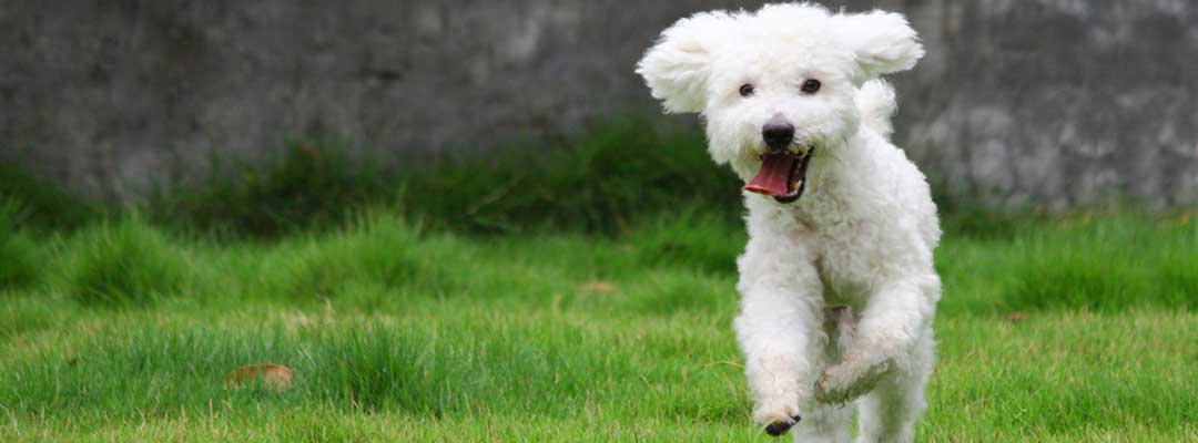 Prevent Heartworm Disease Prevent Heartworm Disease