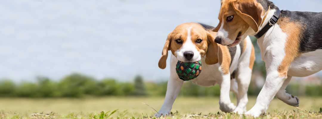 Take Pawsitive Steps to Prevent Osteoarthritis