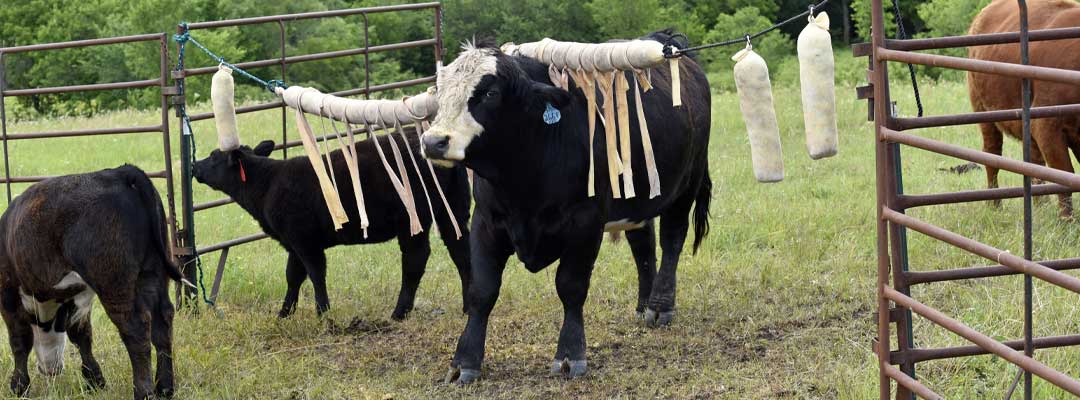 Fly Control for Cattle