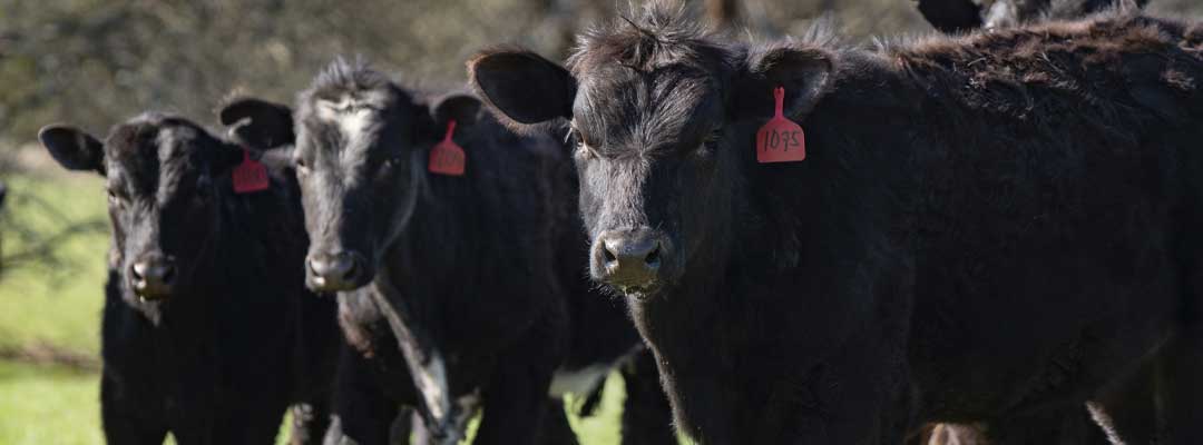 Raising Cattle Lets Talk Nutrition Plus Health