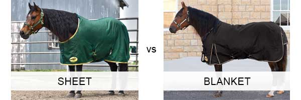 Horse Sheet vs Blanket