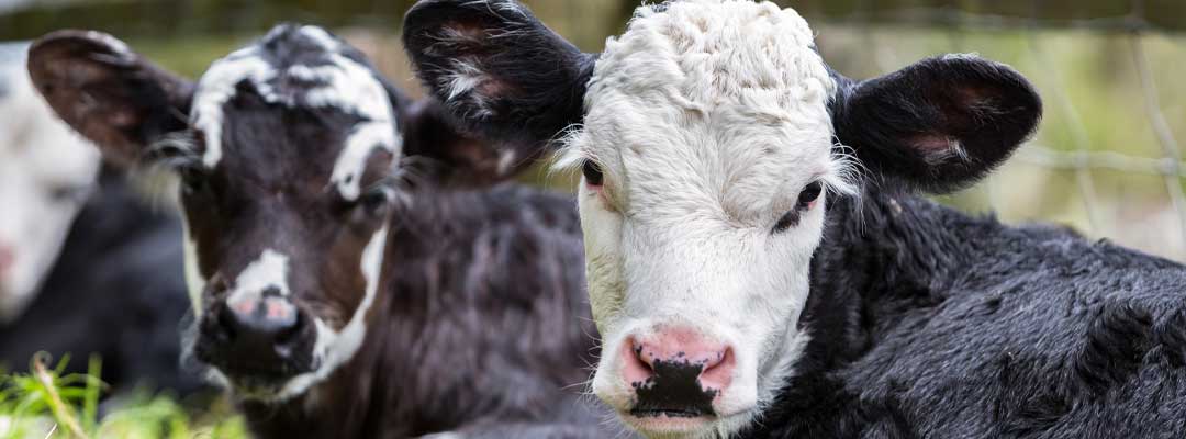 Spring Vaccination for Calves
