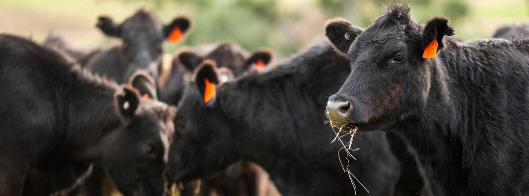 The Value of Deworming in Cattle