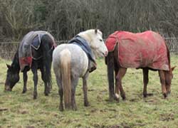 Measure your horse for a blanket or sheet