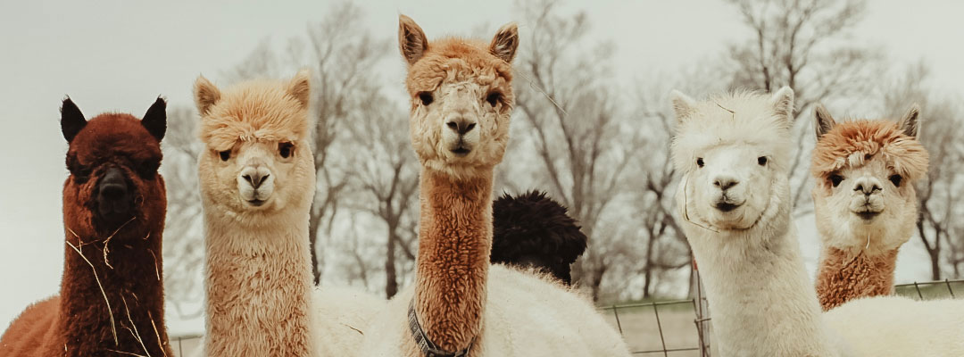 Passion for the Camelid Industry Passion for the Camelid Industry