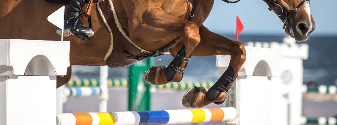 Arthritis in Horses