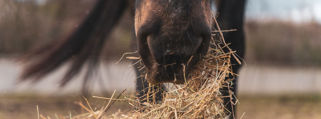 Basic Horse Care: Essential Guide for New Owners Basic Horse Care: Essential Guide for New Owners