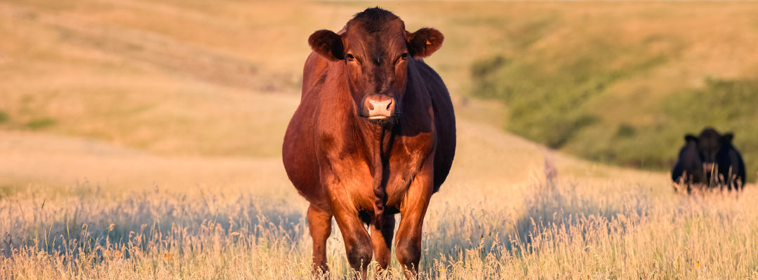 Understanding New World Screwworm in Livestock and Pets Understanding New World Screwworm in Livestock and Pets