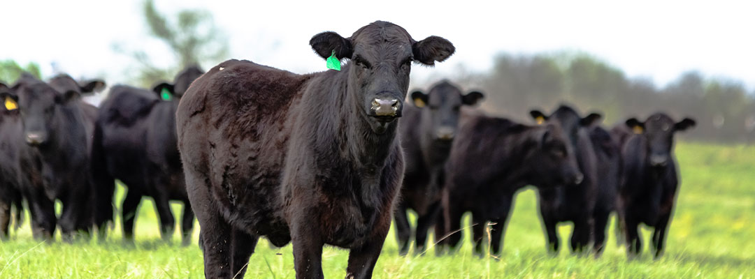 A Practical Tool for Immune Support: Using Zinpro ProFusion to Help Cattle Thrive