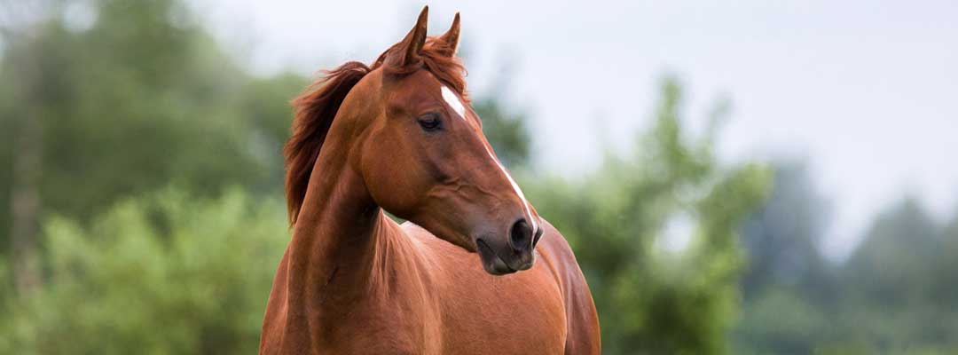 4 Tips to Protect Your Horse, Mosquito Season is Here