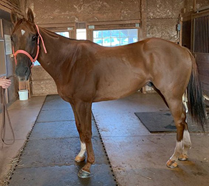 Signs of Ulcers in Horses