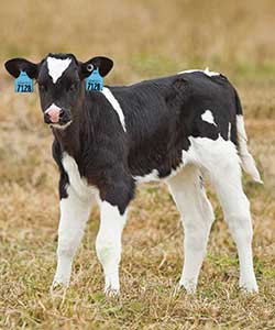 Cattle Ear Tags