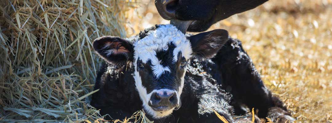 Bovine Colostrum