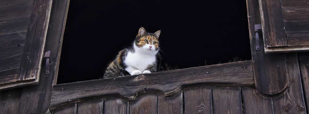 Caring for Barn Cats