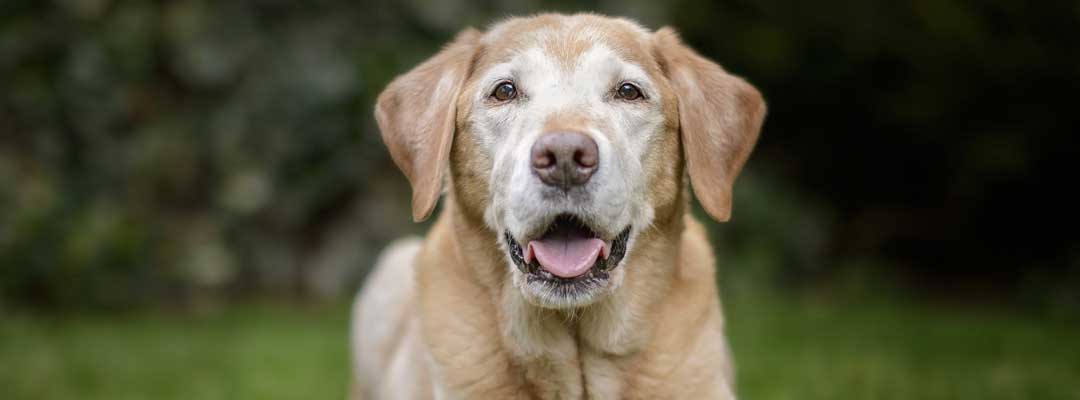 Senior Pet Care Senior Pet Care