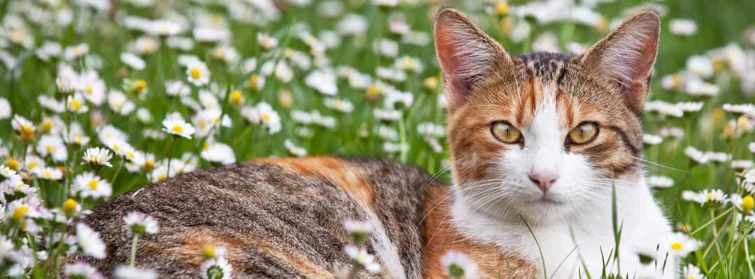 Cat Flea and Tick Control Cat Flea and Tick Control