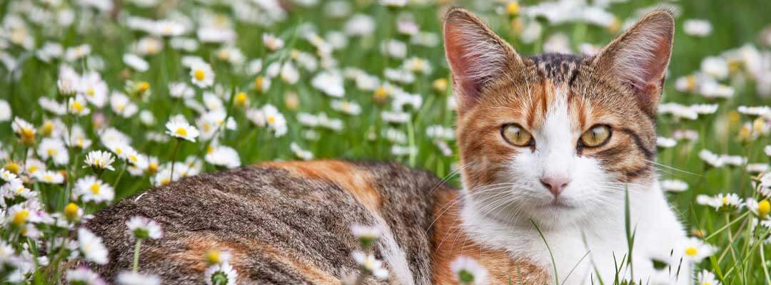 Cat Flea and Tick Control