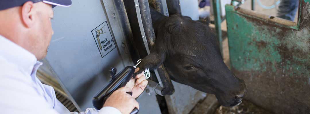 Cattle Implants