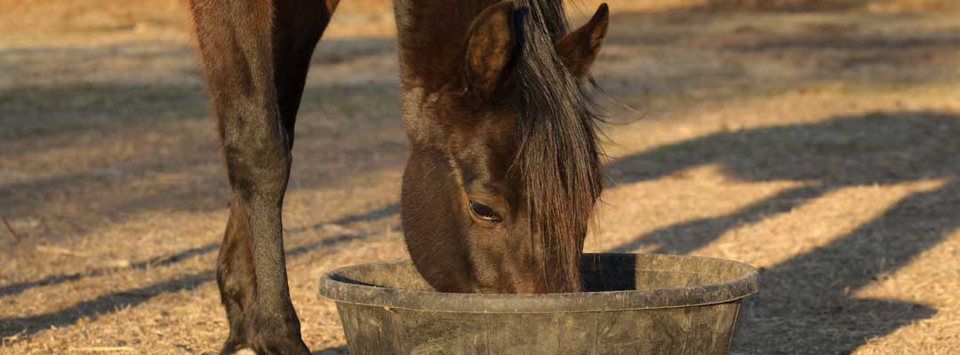 Choke in Horses