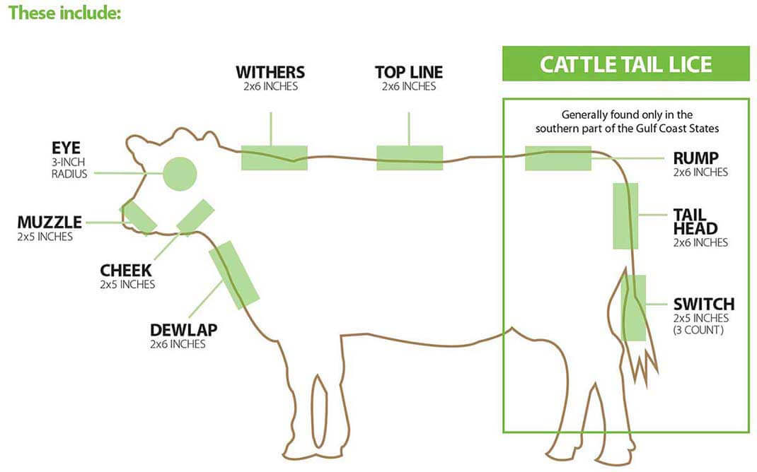 Cattle Tail Lice