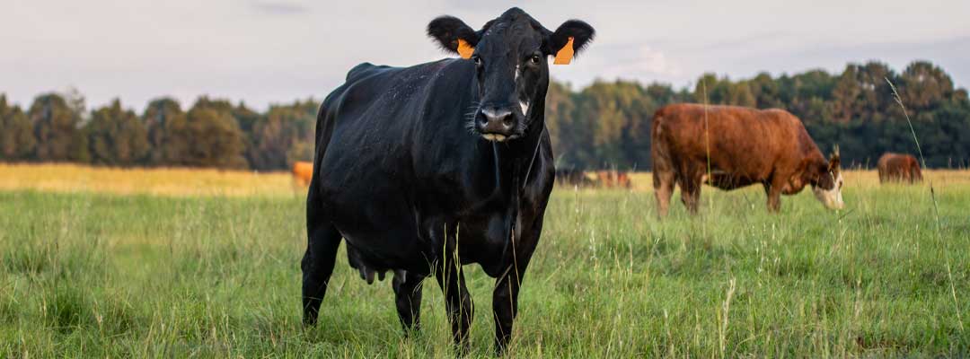 Controlling Flies Livestock