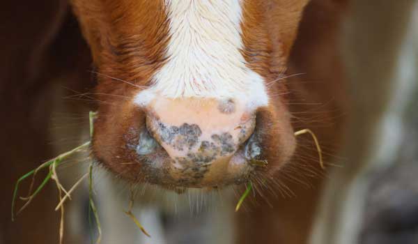 Cow Nose