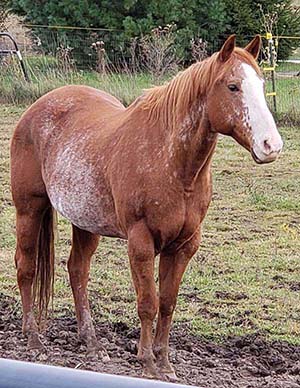 Equine Cushings Disease