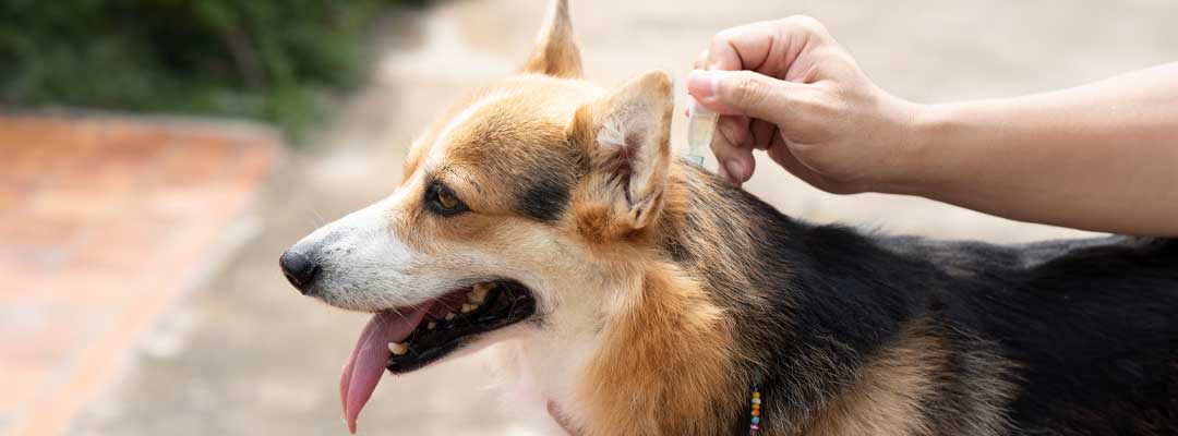Dog Flea & Tick Control