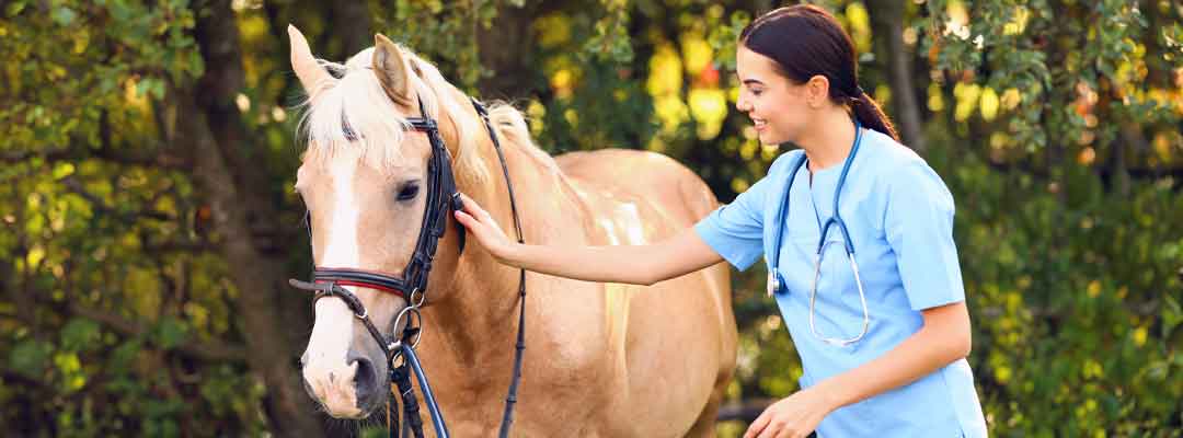 Assessing Horse Vital Signs