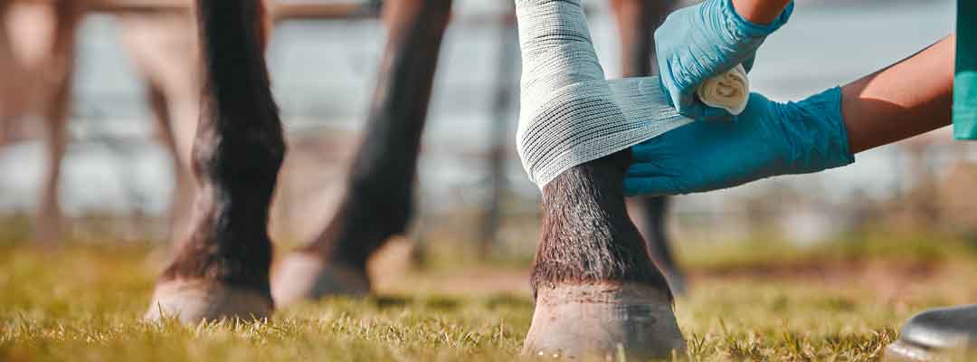 Be Prepared for a Horse Emergency