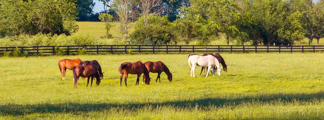 Equine Parasitism