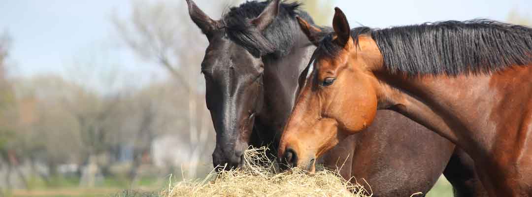 Preveting Horse Colic