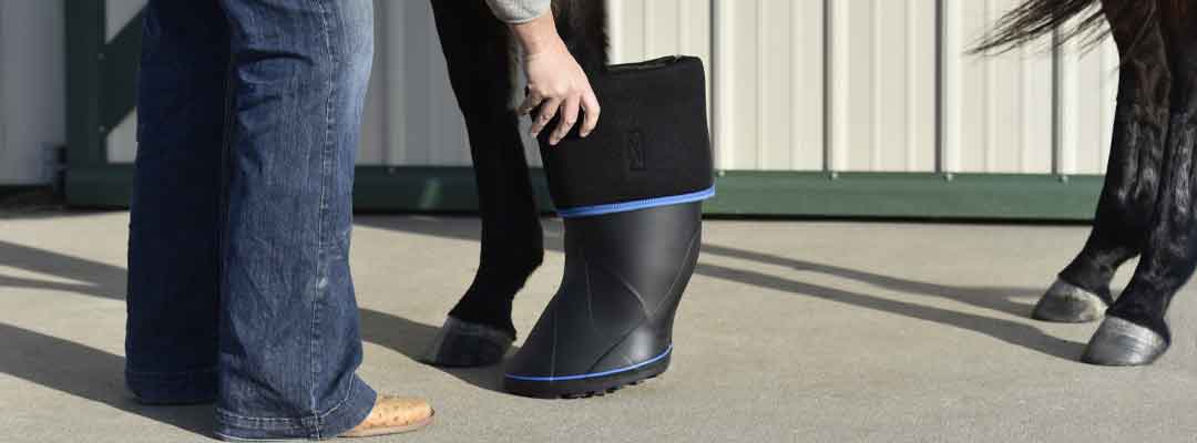 Horse Leg Injuries