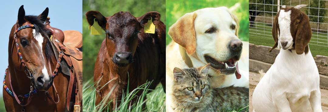 Animal health center