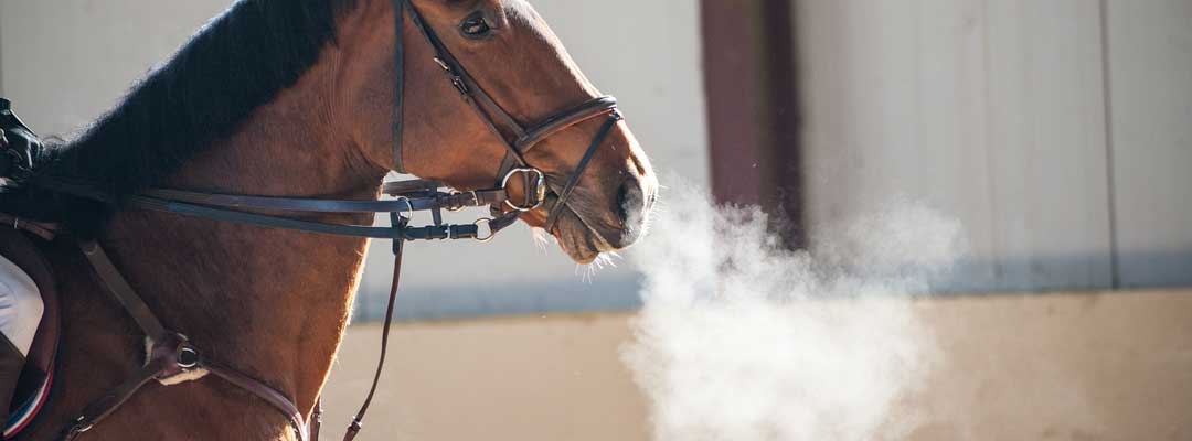 Equine Calming Supplements