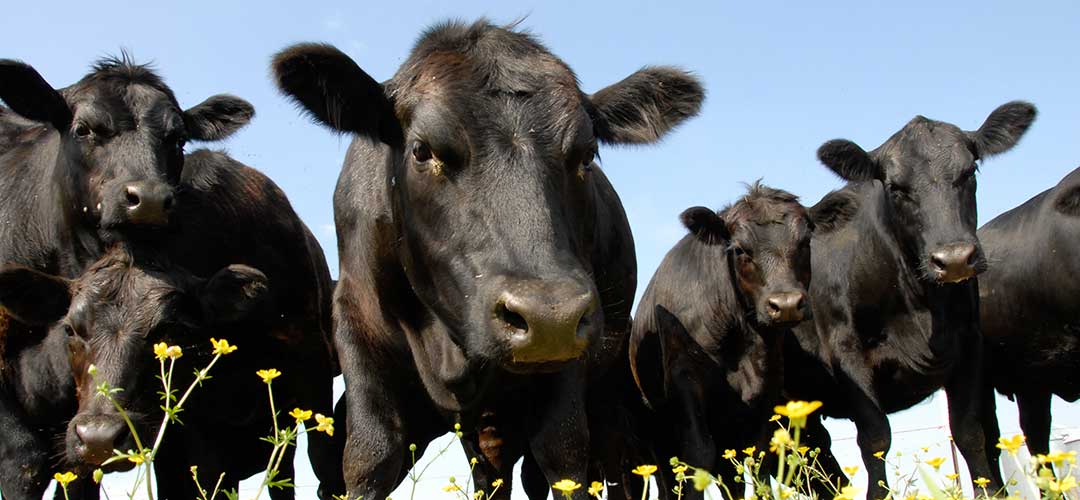 Farm care articles