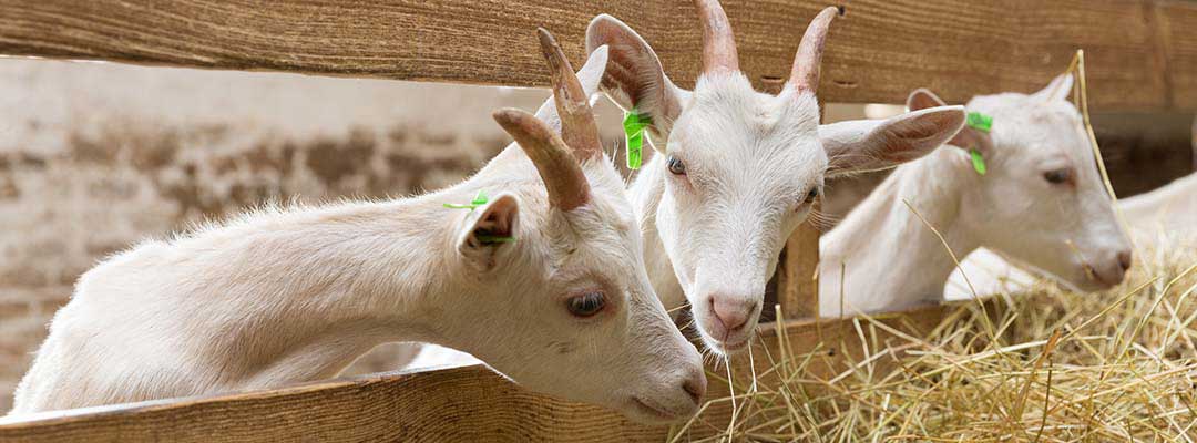 Goat Deworming