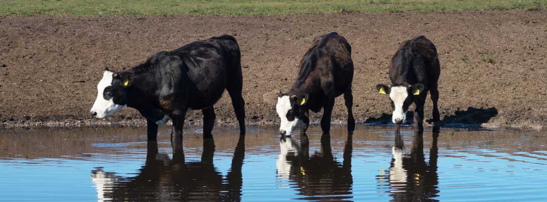 Avoid Stress Cattle Health Safety