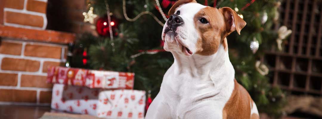 Holiday Food and Pet to the ER Holiday Food and Pet to the ER