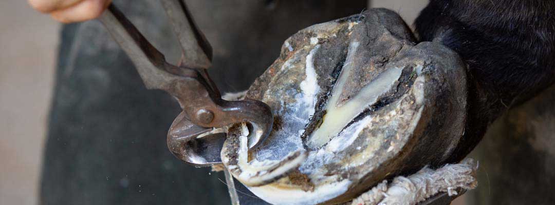 Horse Hoof Cracks