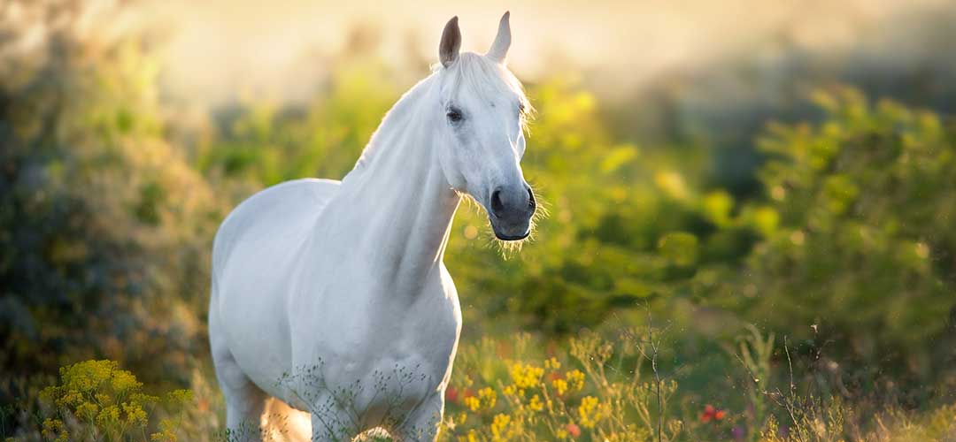 Horse care articles