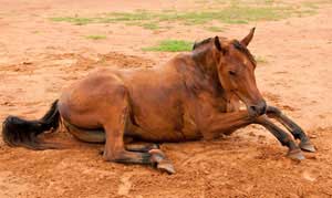 Preventing Horse Colic