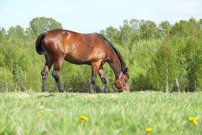 Horse Deworming