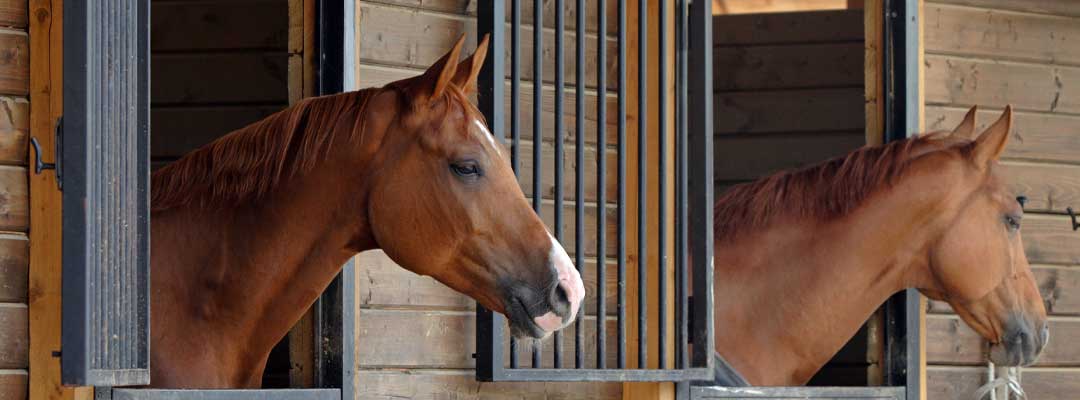 Horse Fly Prevention