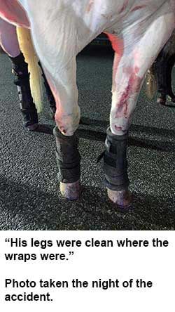 Horse Leg Injury