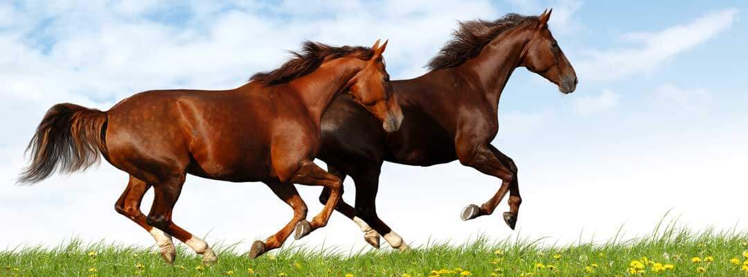 Horse Diseases