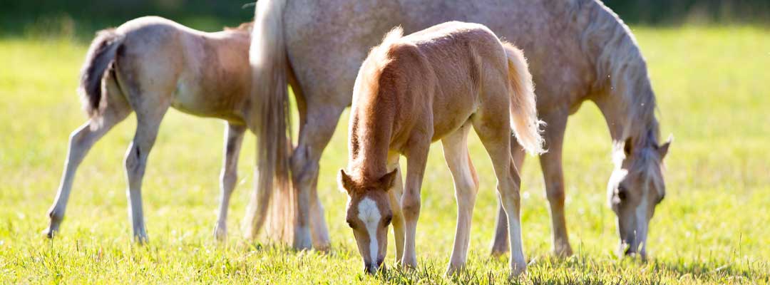 Horse Wormer Comprehensive Guideline Horse Wormer Comprehensive Guideline